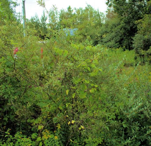 00 Cass Road, Garfield Twp, MI 49684