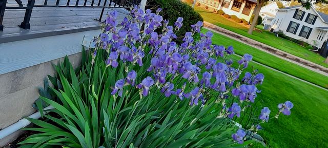 1221 6th Avenue, Dewitt, IA 52742