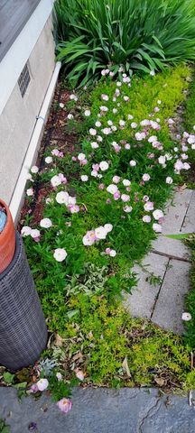 1221 6th Avenue, Dewitt, IA 52742