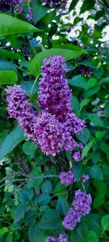 1221 6th Avenue, Dewitt, IA 52742