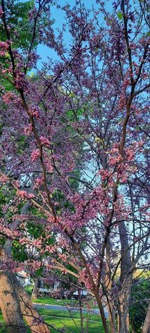 1221 6th Avenue, Dewitt, IA 52742