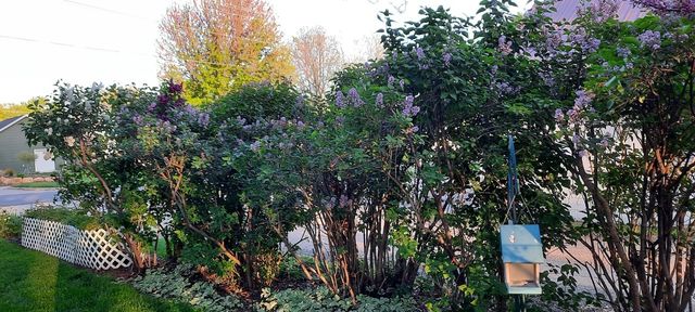 1221 6th Avenue, Dewitt, IA 52742