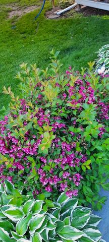 1221 6th Avenue, Dewitt, IA 52742