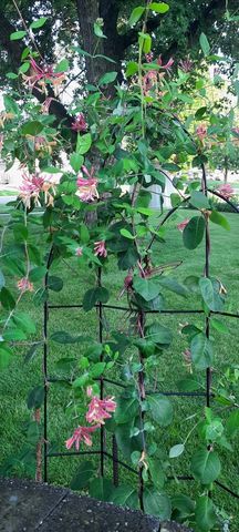 1221 6th Avenue, Dewitt, IA 52742