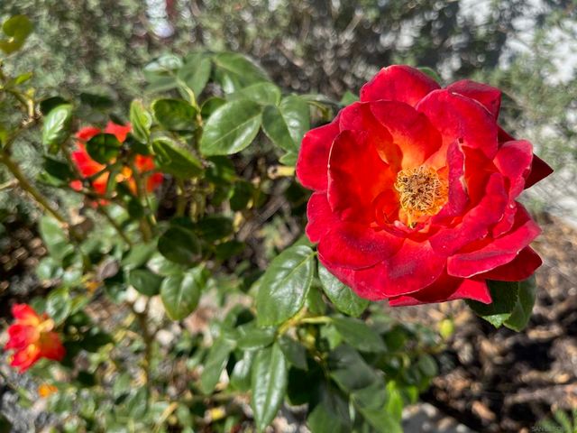 3650 Niblick Dr, La Mesa, CA 91941