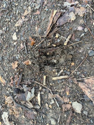 1613 Moonhull Road, Oark, AR 72852