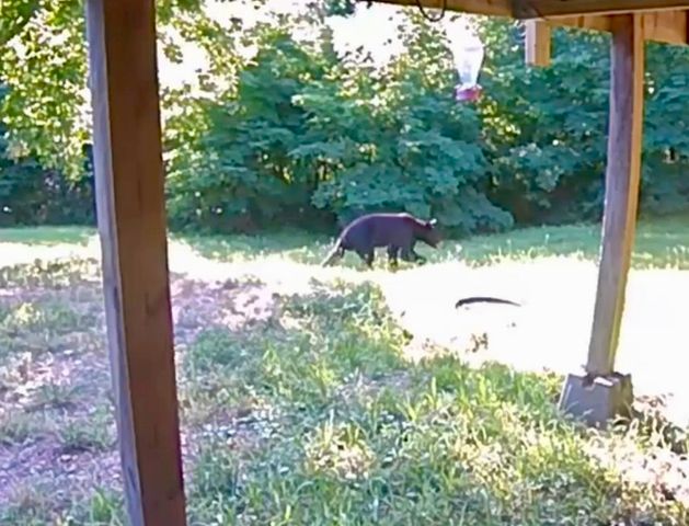 1613 Moonhull Road, Oark, AR 72852