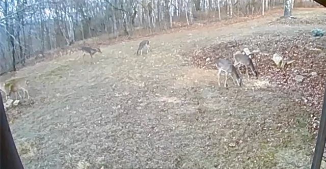 1613 Moonhull Road, Oark, AR 72852