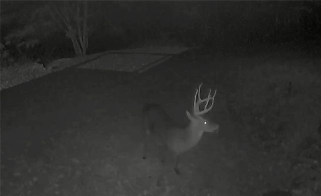 1613 Moonhull Road, Oark, AR 72852