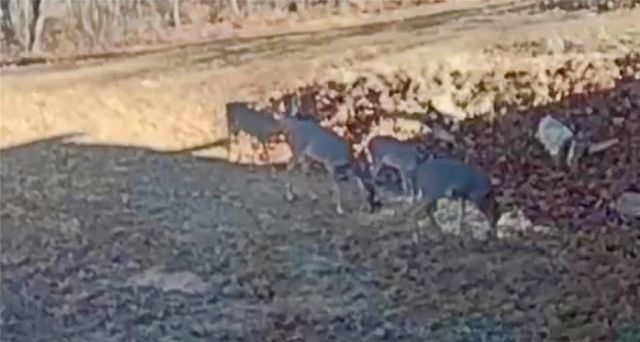 1613 Moonhull Road, Oark, AR 72852