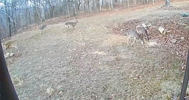 1613 Moonhull Road, Oark, AR 72852