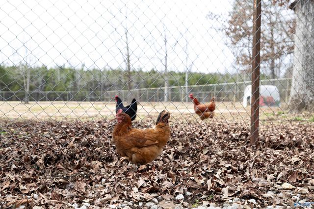 281 Dozier Road, Ardmore, AL 35739