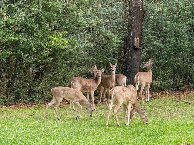 28007 Hickory Court, Magnolia, TX 77355