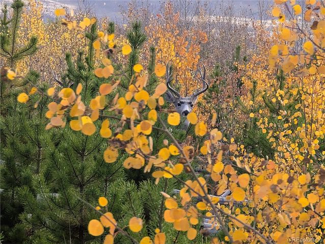 1129 Laker Lane, Fort Garland, CO 81133