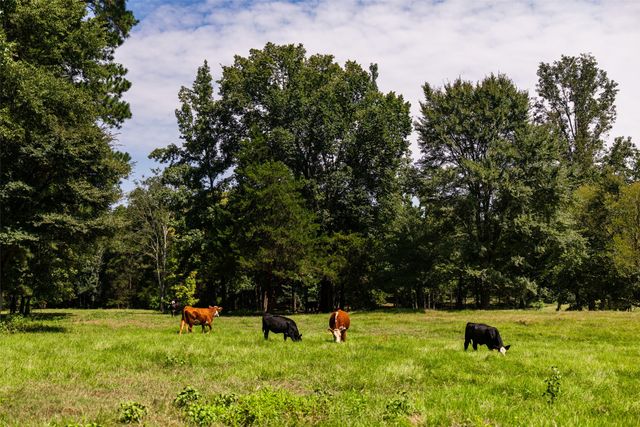 5624 E FM 323, Palestine, TX 75801