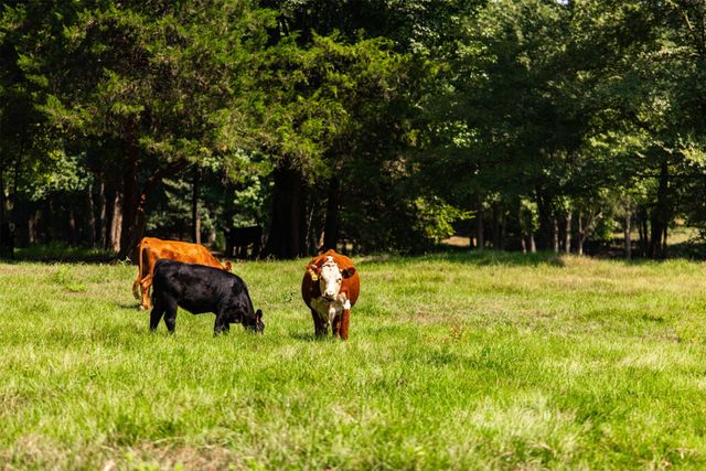 5624 E FM 323, Palestine, TX 75801