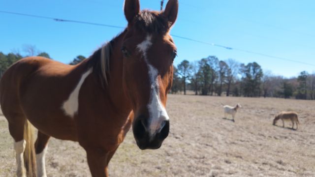 5624 E FM 323, Palestine, TX 75801