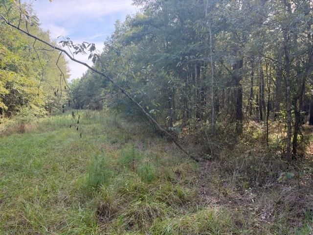 000 Wood Forest, Livingston, TX 77351