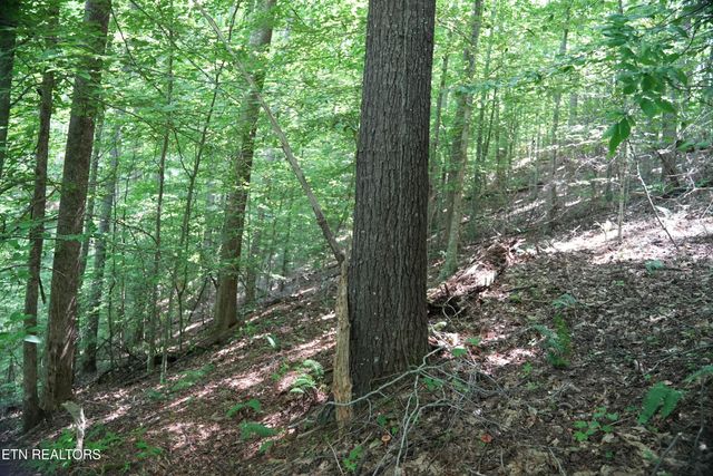 Bull Mountain Rd, Del Rio, TN 37727