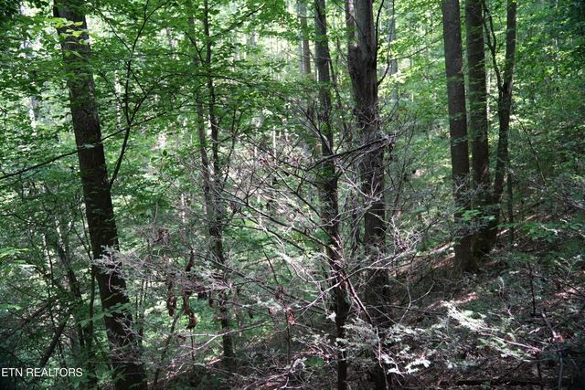 Bull Mountain Rd, Del Rio, TN 37727