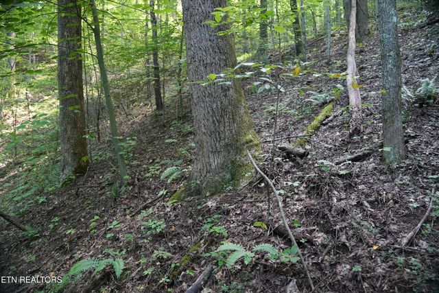 Bull Mountain Rd, Del Rio, TN 37727