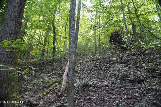 Bull Mountain Rd, Del Rio, TN 37727