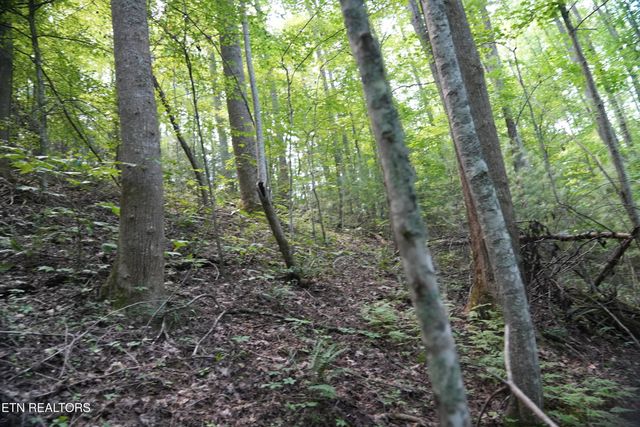 Bull Mountain Rd, Del Rio, TN 37727