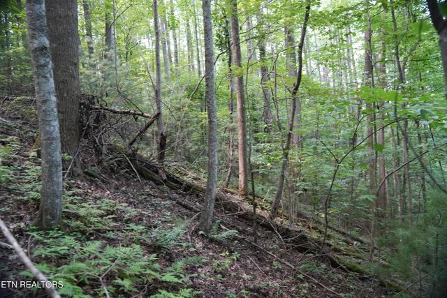 Bull Mountain Rd, Del Rio, TN 37727