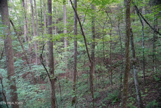 Bull Mountain Rd, Del Rio, TN 37727