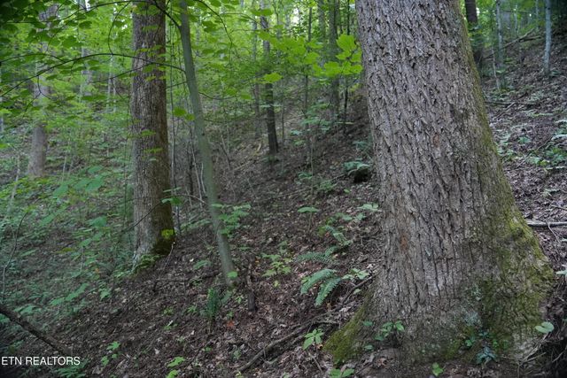 Bull Mountain Rd, Del Rio, TN 37727