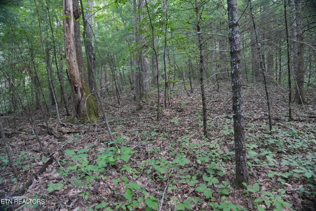 Bull Mountain Rd, Del Rio, TN 37727