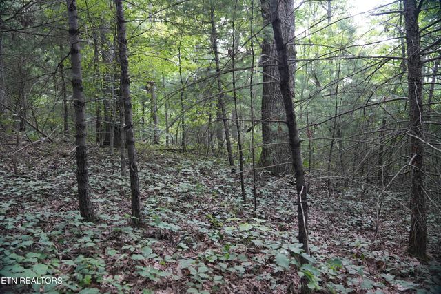 Bull Mountain Rd, Del Rio, TN 37727