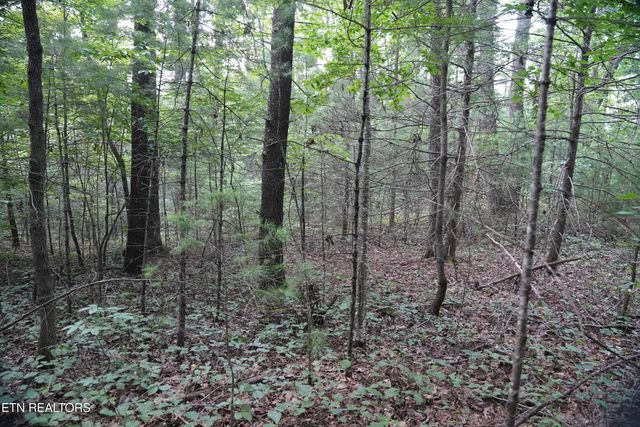 Bull Mountain Rd, Del Rio, TN 37727