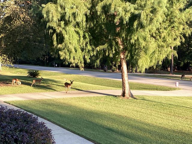 1003 Mohawk Drive, Lincolnton, GA 30817