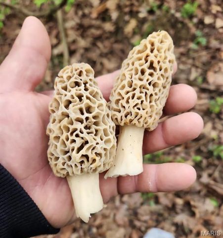 5063 Rock Road, Waterloo, IL 62298