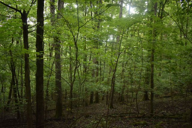 0 Ben Gentry Ln, Elmwood, TN 38560