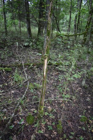 0 Ben Gentry Ln, Elmwood, TN 38560