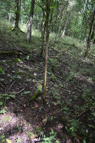 0 Ben Gentry Ln, Elmwood, TN 38560