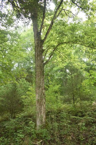 0 Ben Gentry Ln, Elmwood, TN 38560