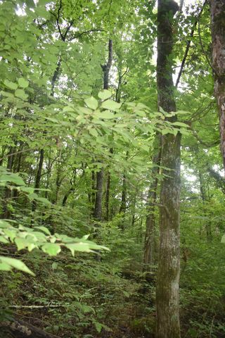 0 Ben Gentry Ln, Elmwood, TN 38560