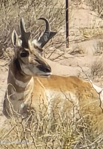 22445 SE Solo Runway, Deming, NM 88030