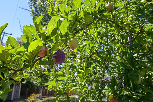 9356 Manette Way, Orangevale, CA 95662