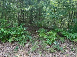 14 Abbott Mill Road, Ellijay, GA 30540