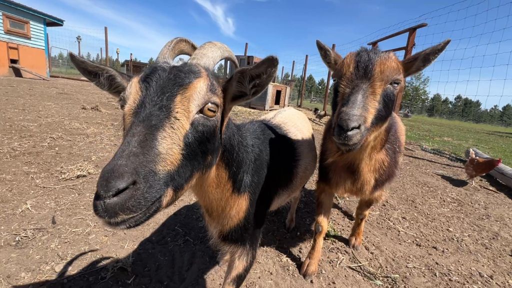 6730 W Cross Cut Rd, Deer Park, WA 99006 photo 40