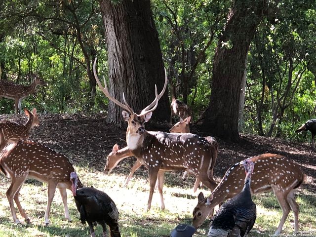 39 Oak, Brackettville, TX 78832