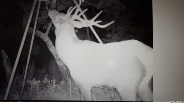 97 Coleman Springs, Boerne, TX 78006