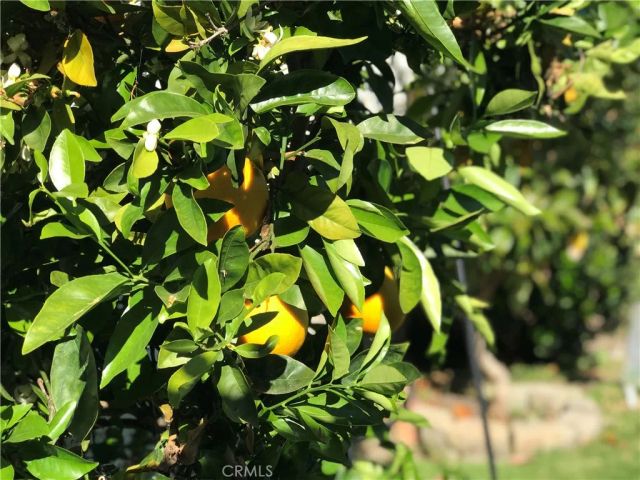 31342 Via Parra, San Juan Capistrano, CA 92675