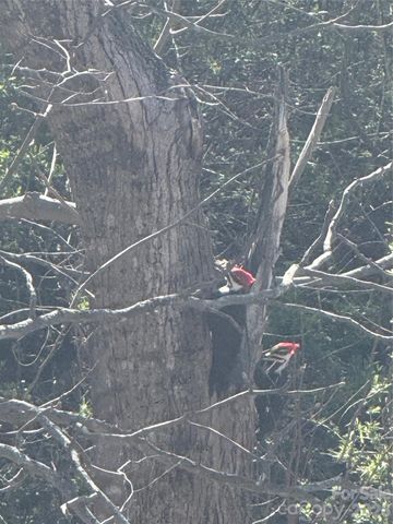 46 Carden Drive 10, Weaverville, NC 28787