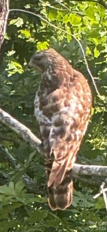 46 Carden Drive 10, Weaverville, NC 28787