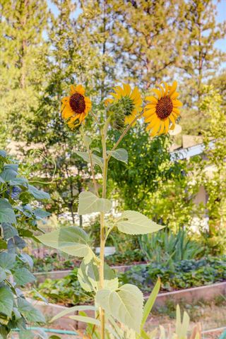 11823 Lost Ranch Way, Nevada City, CA 95959